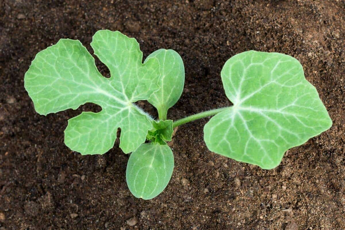 Planting the Melon Seeds or Seedlings 
