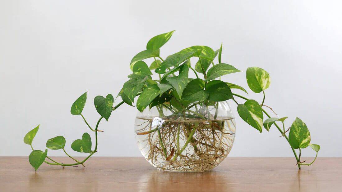 Propagating Houseplants in Water Propagating Houseplants in Water