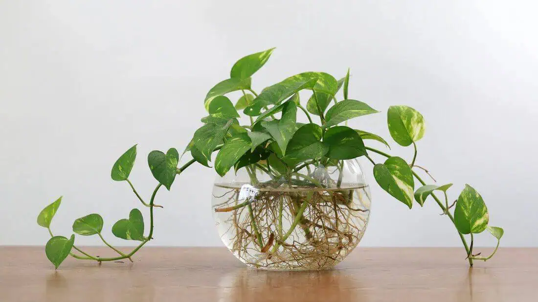 Propagating Houseplants in Water