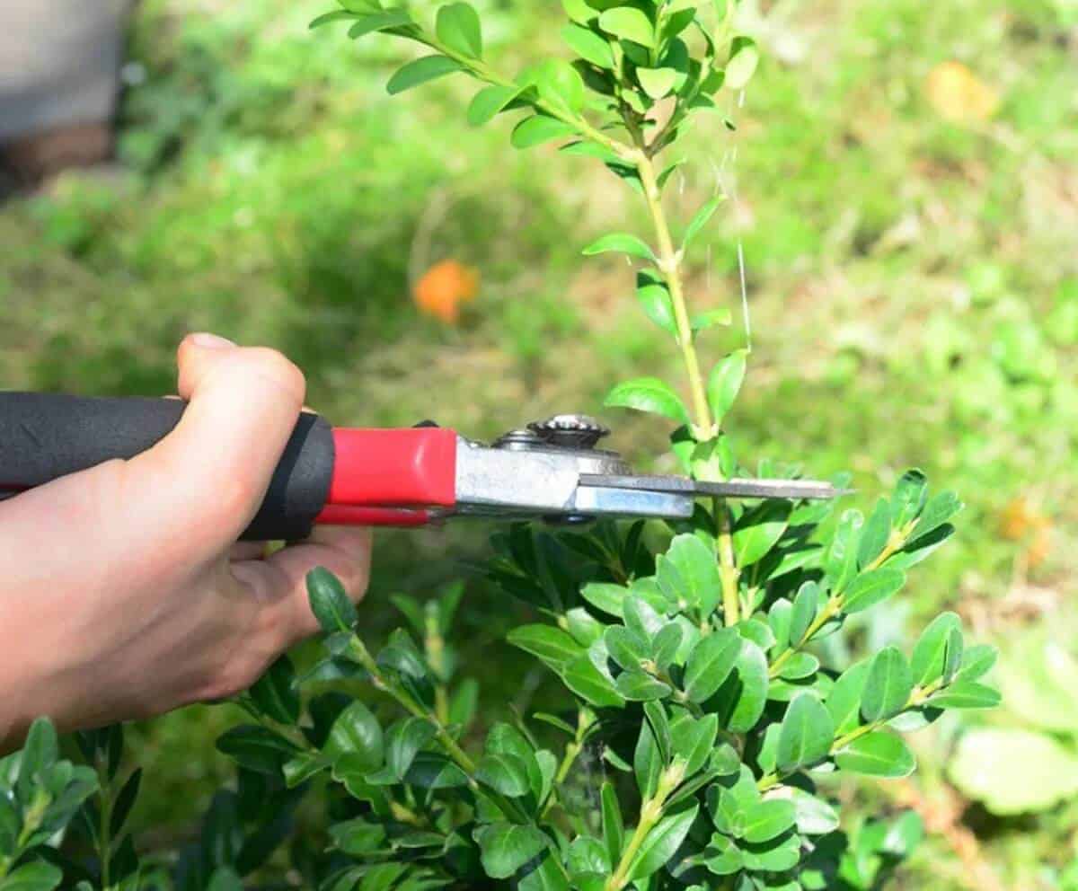Propagating Plants from Cuttings Propagating Plants from Cuttings