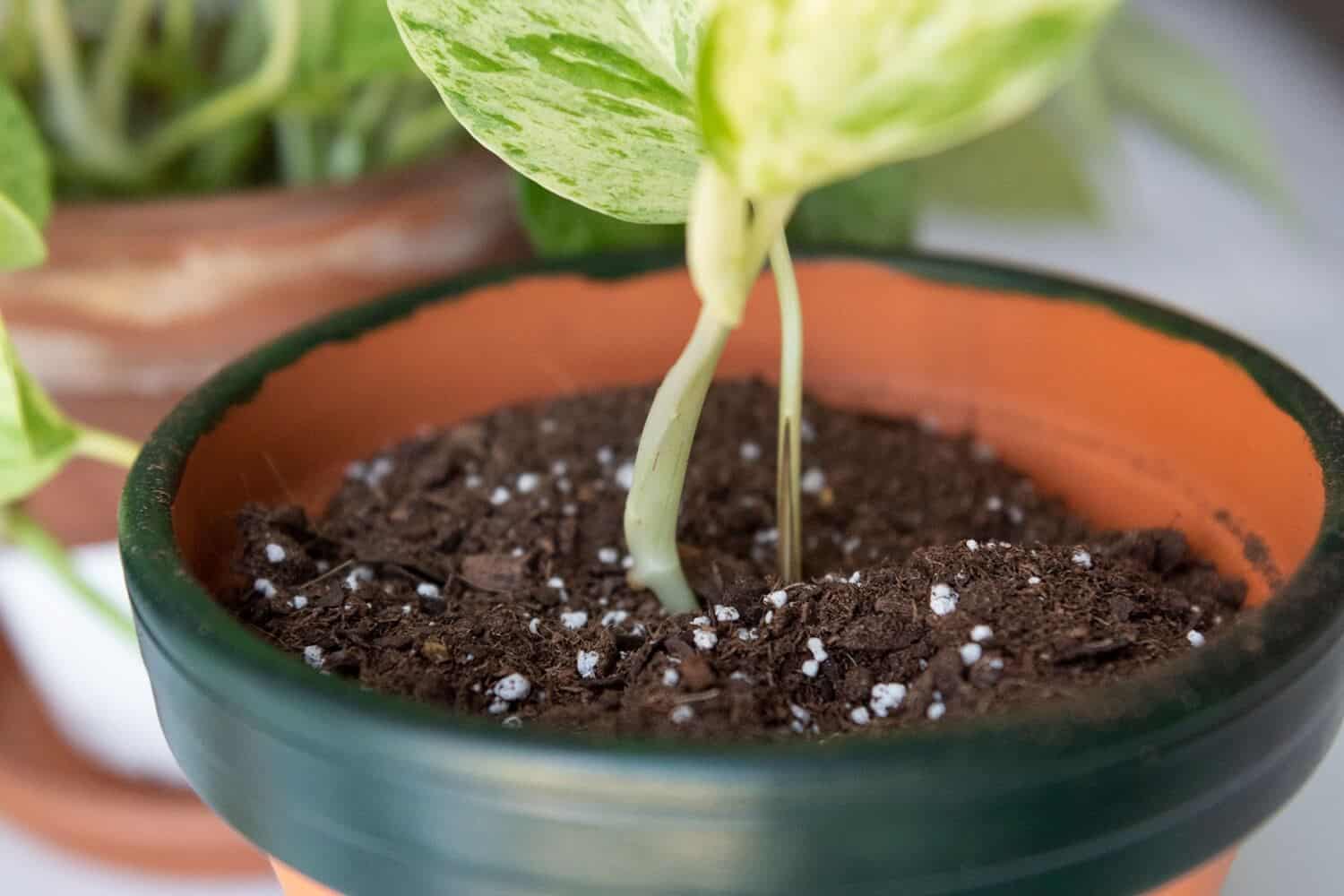 Propagating Plants in the Soil Propagating Plants in the Soil