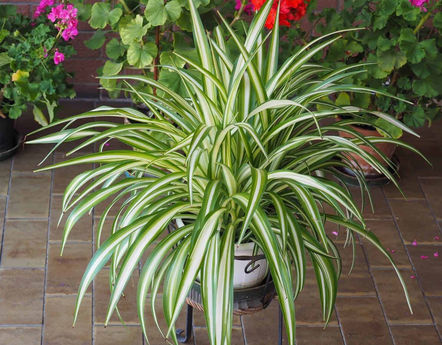 Propagating spider plants Propagating spider plants