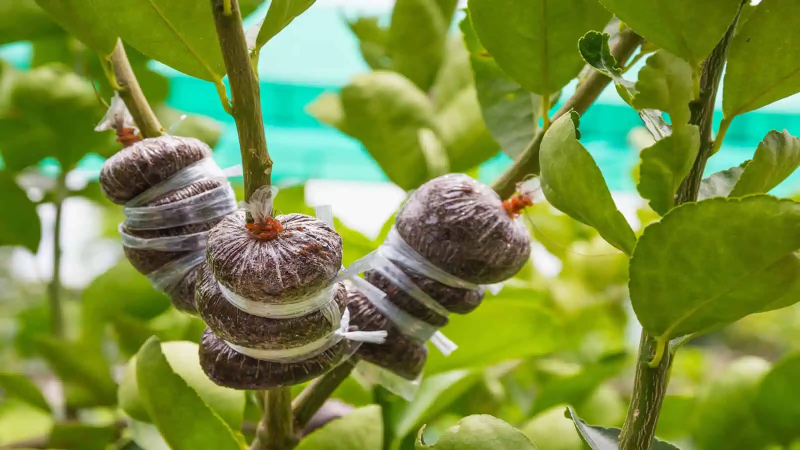 Propagation by Air Layering