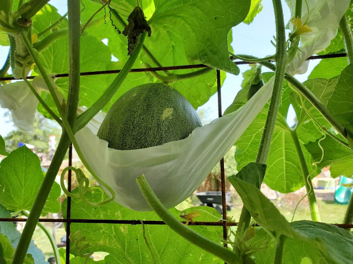 Supporting the Developing Melon Fruits