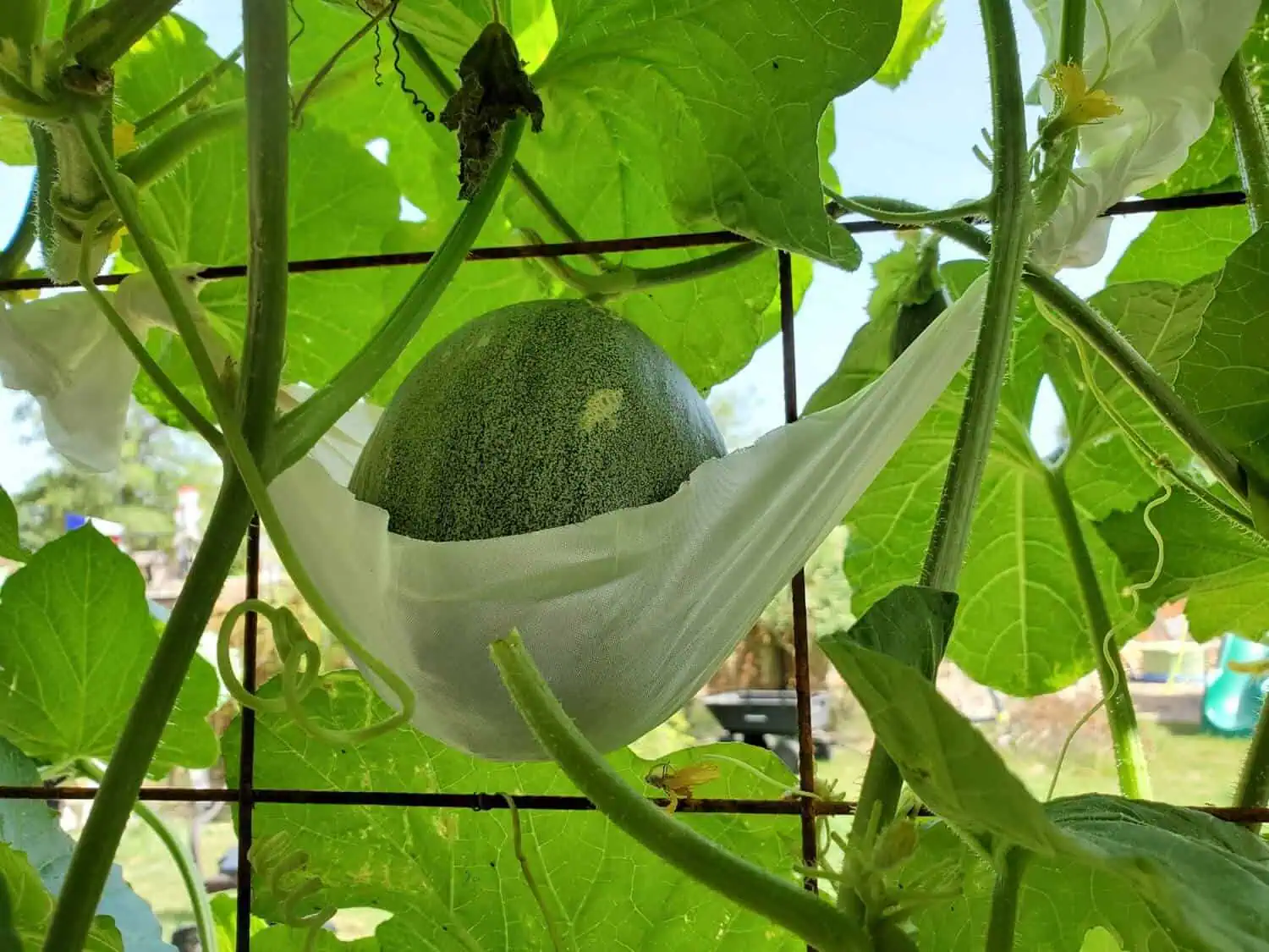 Supporting the Developing Melon Fruits