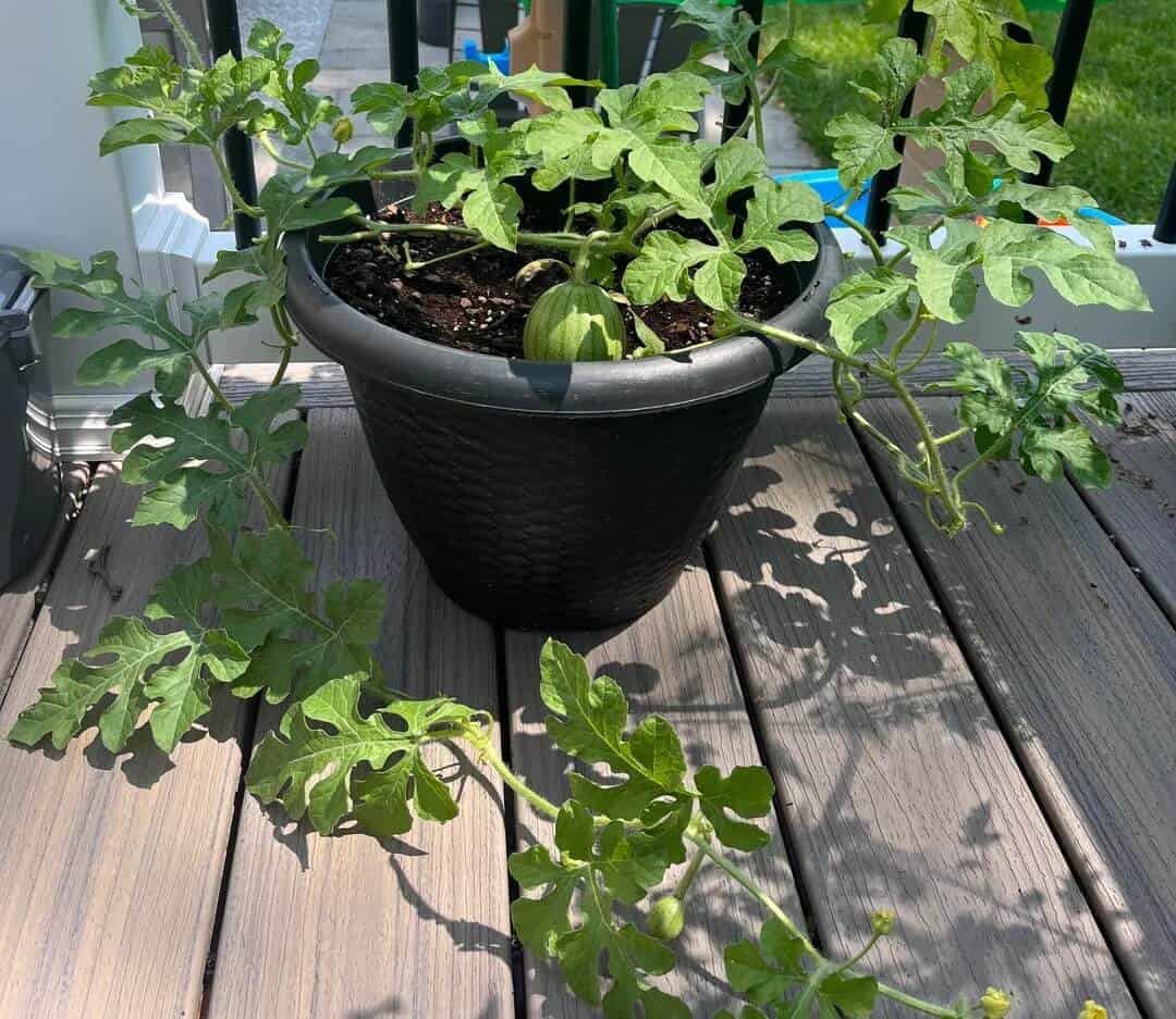 Use High Quality Potting Mix - Little Sugar Baby Watermelon in a Container