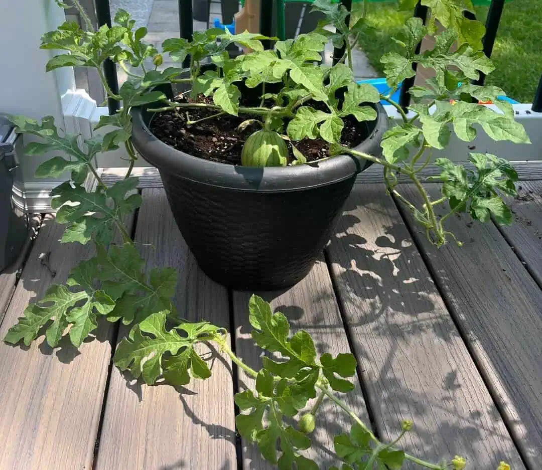 Use High Quality Potting Mix - Little Sugar Baby Watermelon in a Container