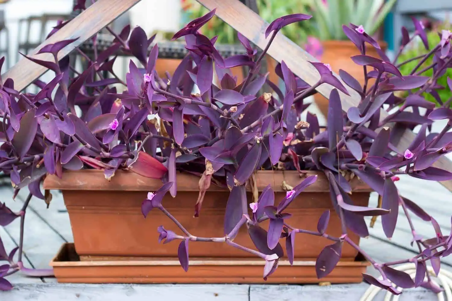 Wandering Jew Plant - Tradescantia Wandering Jew Plant - Tradescantia