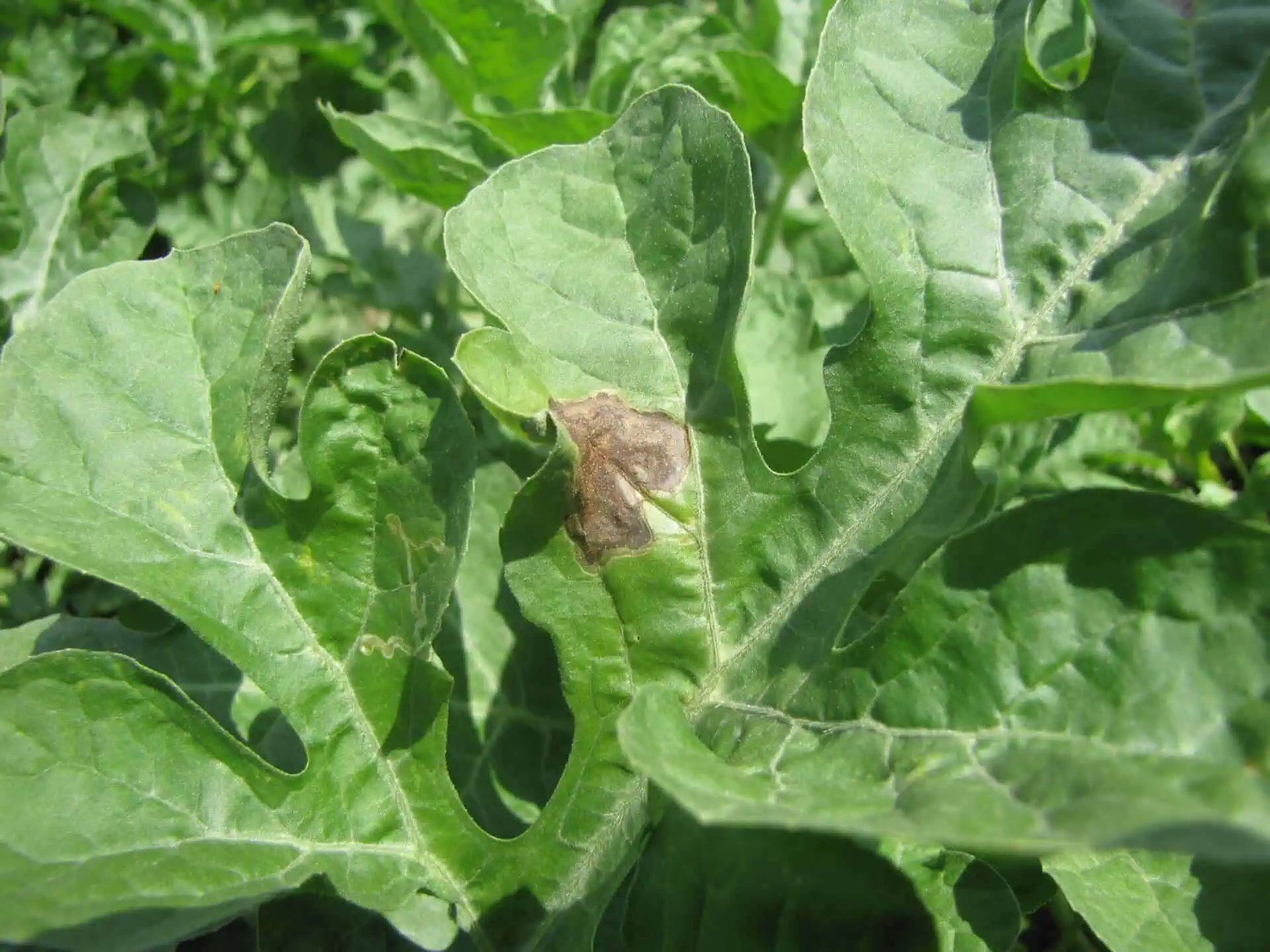 Watermelon Pests and Diseases - Gummy stem blight
