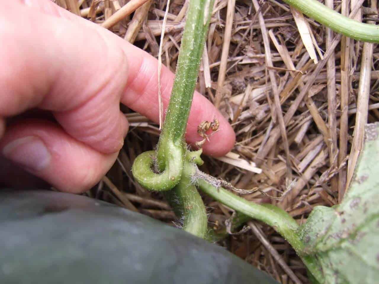 When to Harvest your Melons