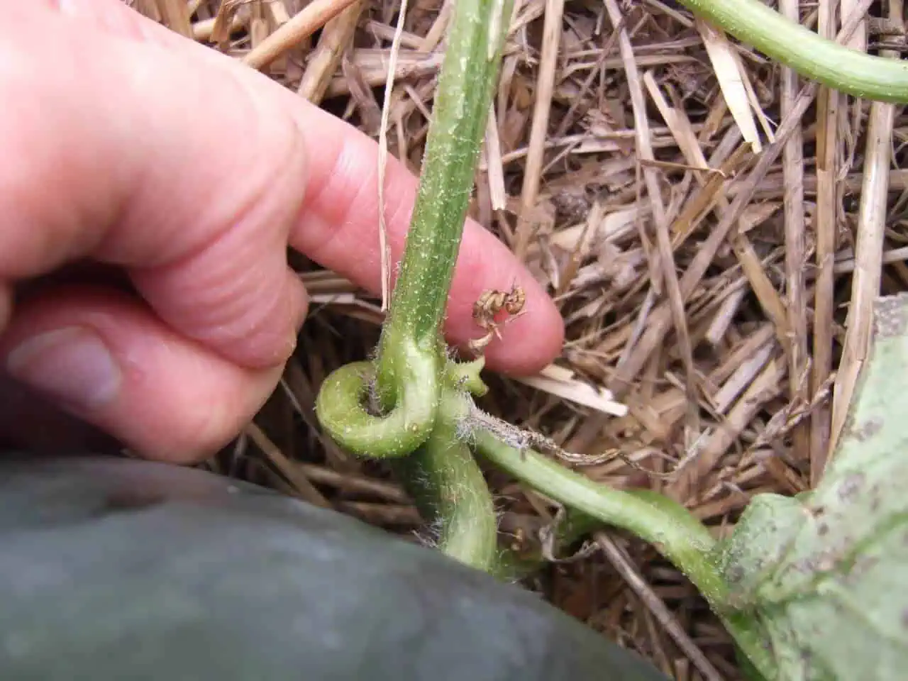 When to Harvest your Melons