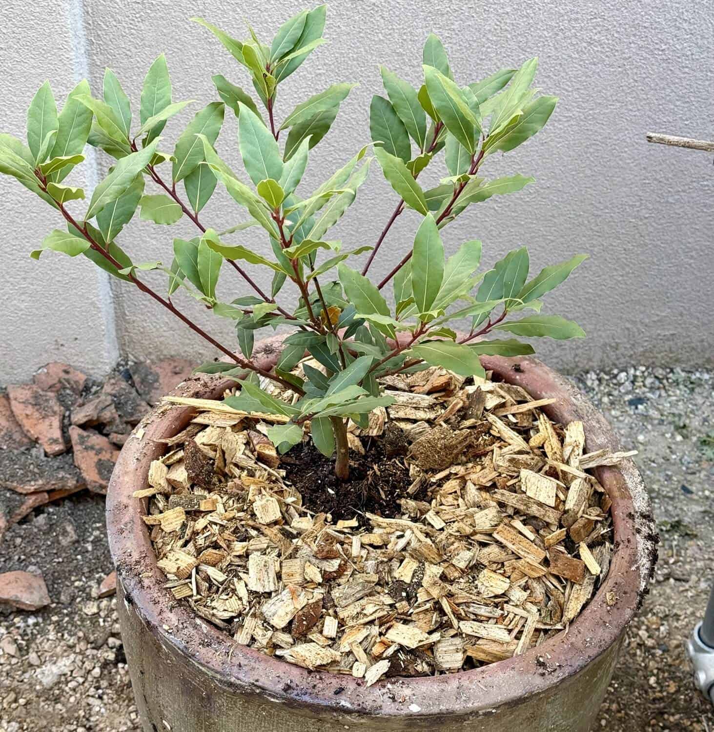 Bay Leaf in Pot or Ground - Let Your Winters Decide Bay Leaf in Pot or Ground - Let Your Winters Decide