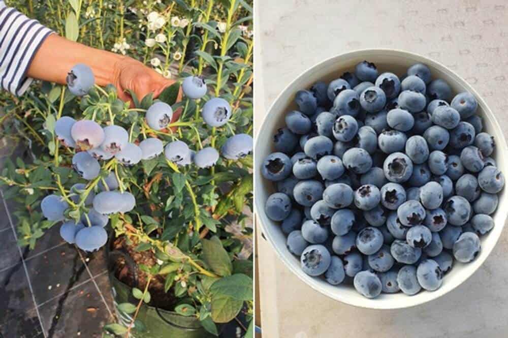 Blueberry Cultivars - Varieties
