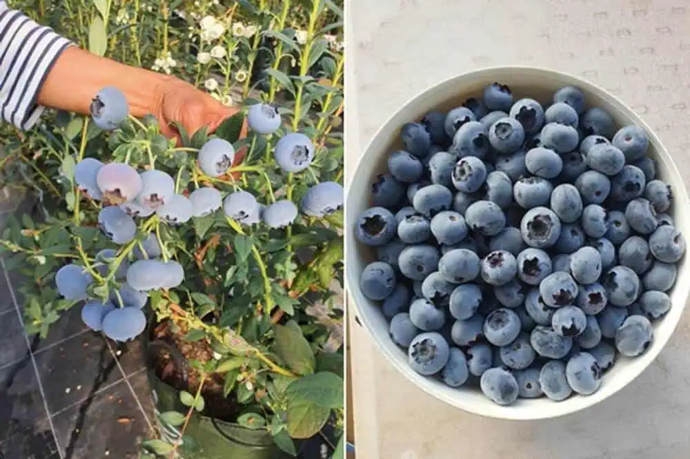 Blueberry Cultivars - Varieties Blueberry Cultivars - Varieties