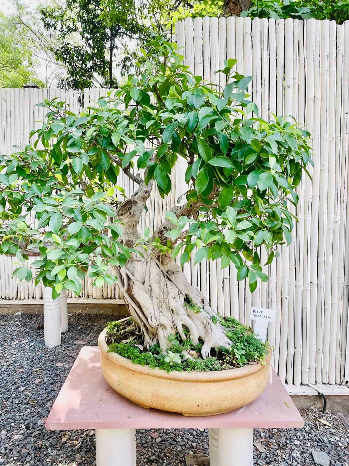 Bonsai Tree Leaves Dropping - Common Causes and Easy Fixes Bonsai Tree Leaves Dropping - Common Causes and Easy Fixes