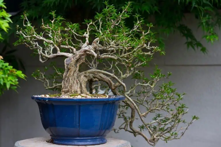 Bonsai Tree Losing Leaves Featured