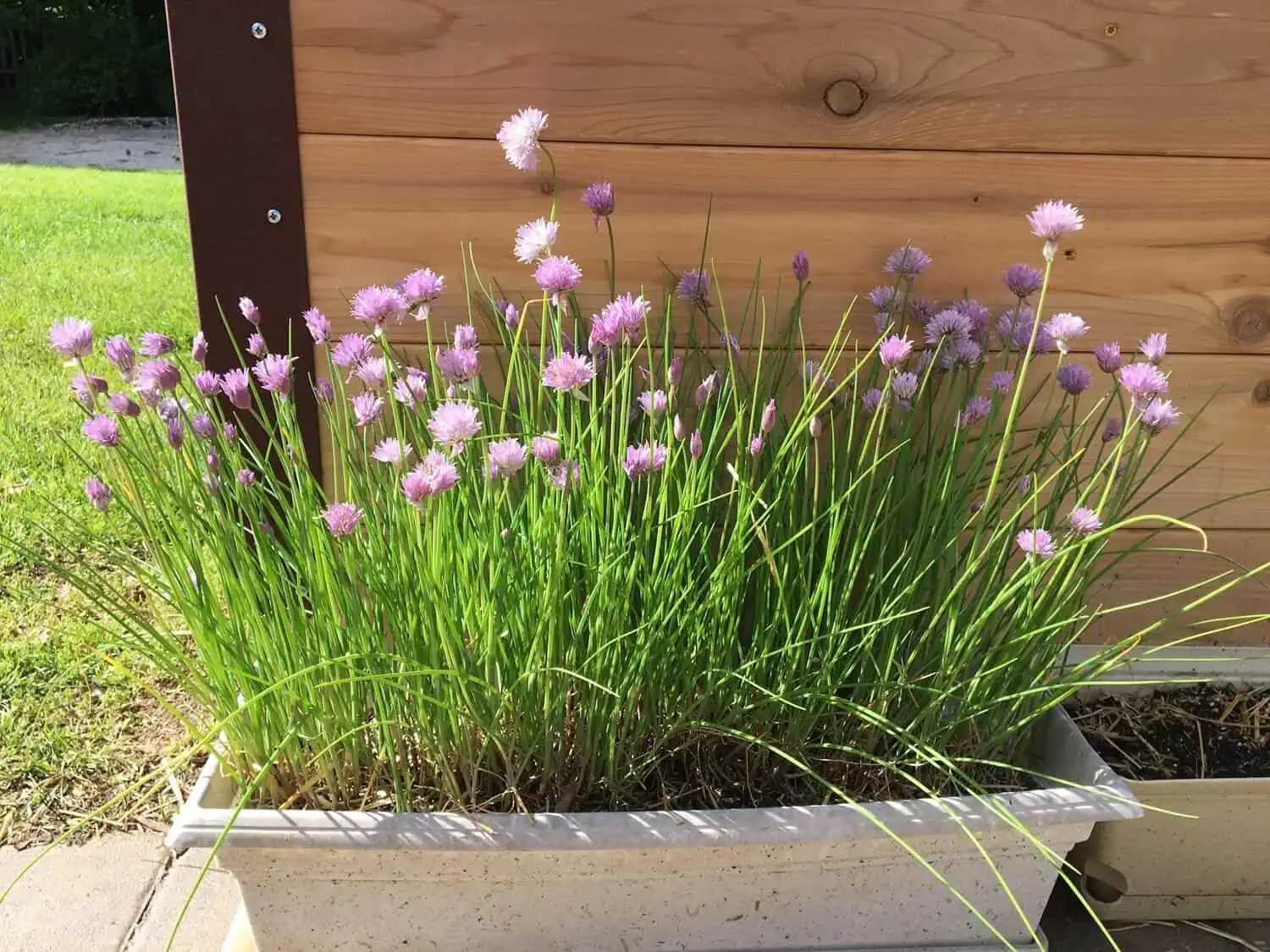 Choose the Right Container for Chives Choose the Right Container for Chives