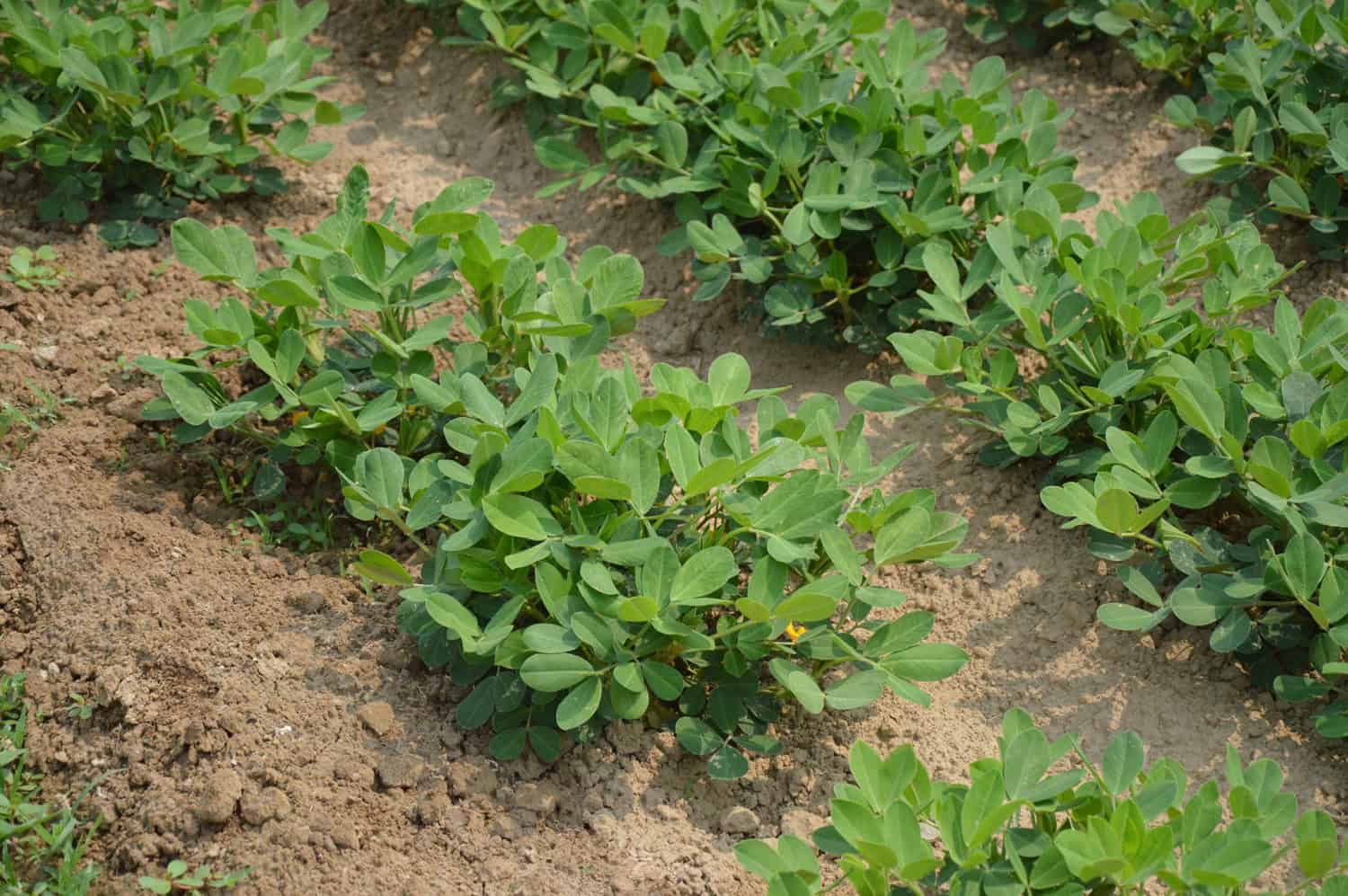 Choosing the Right Peanut Variety Choosing the Right Peanut Variety