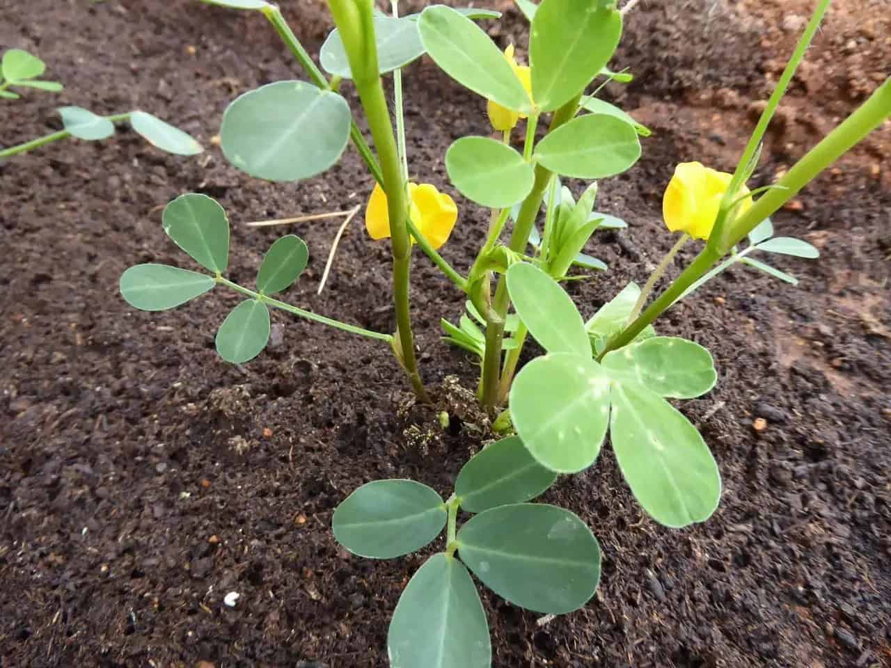 Growing Peanuts Featured