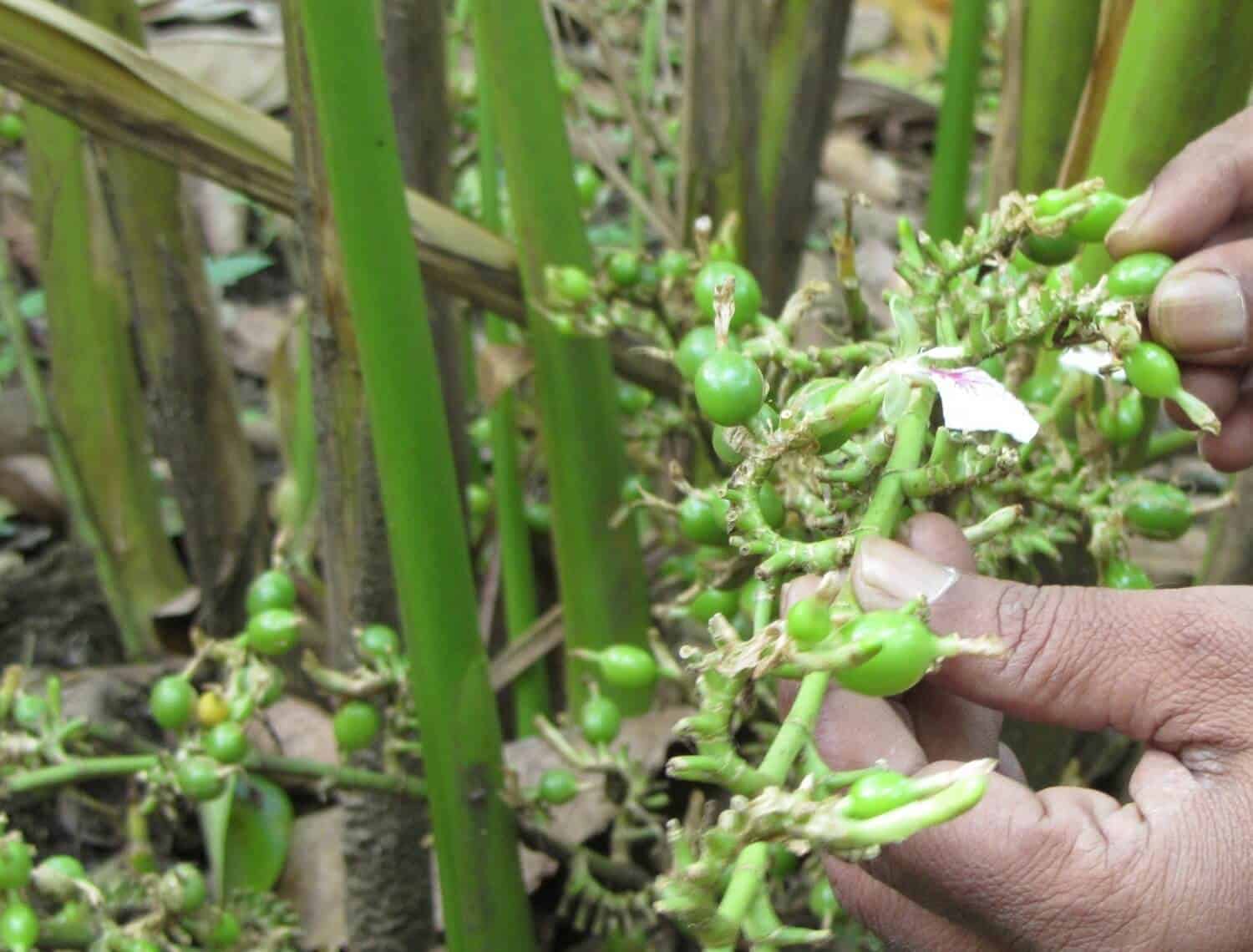 Harvest Mature Cardamoms