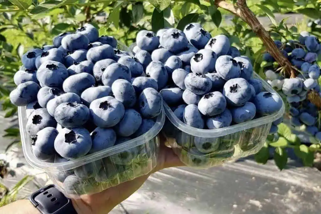 Harvesting, Handling, and Storage 