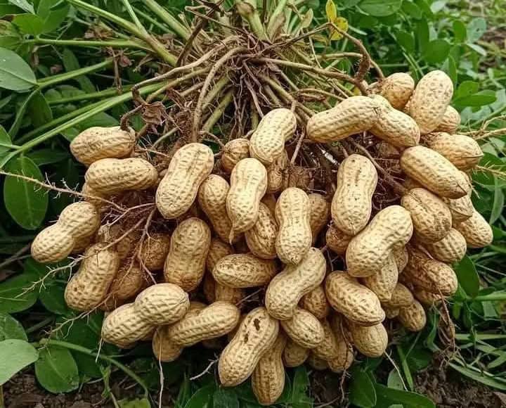 How and When to Harvest Peanuts How and When to Harvest Peanuts