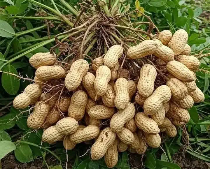 How and When to Harvest Peanuts How and When to Harvest Peanuts