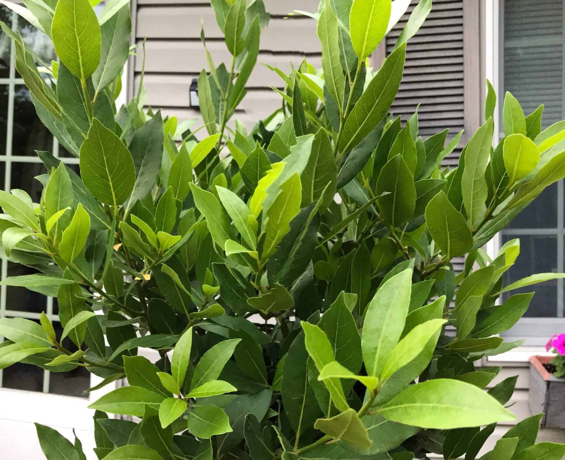 How to Grow Bay Leaf Tree Featured