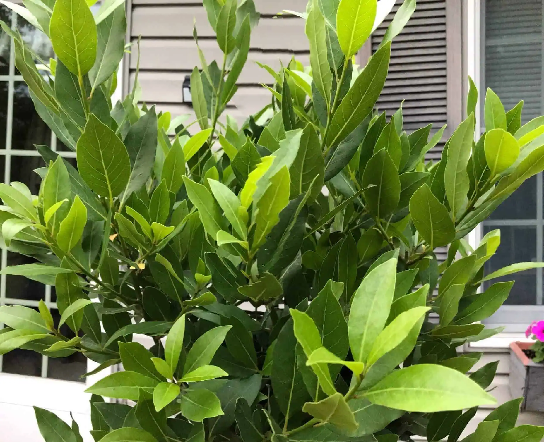 How to Grow Bay Leaf Tree Featured