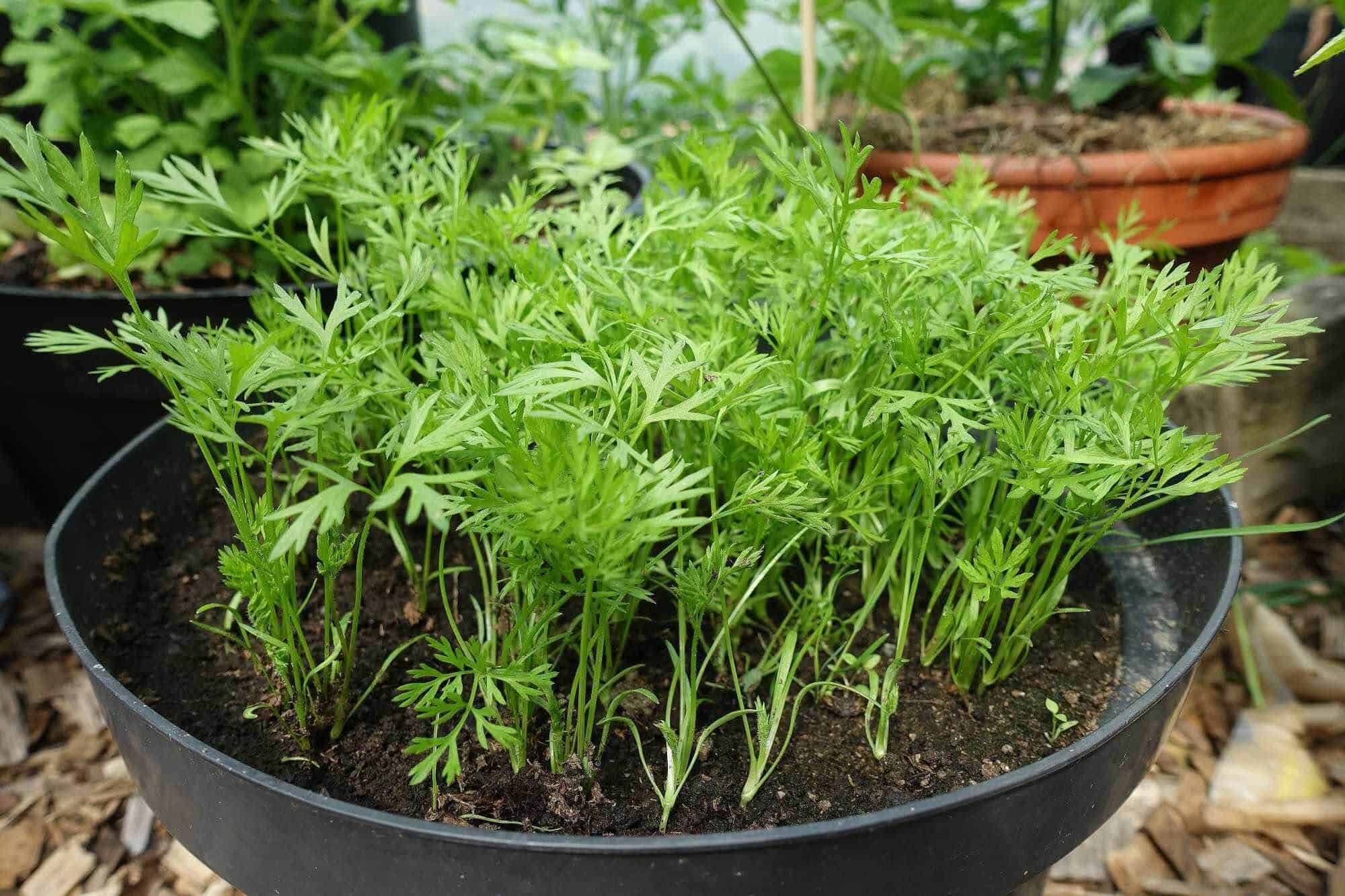 How to Grow Carrots in Containers Featured