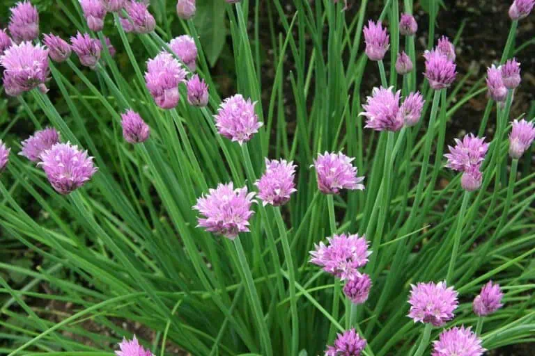 How to Grow Chives in Pots Featured