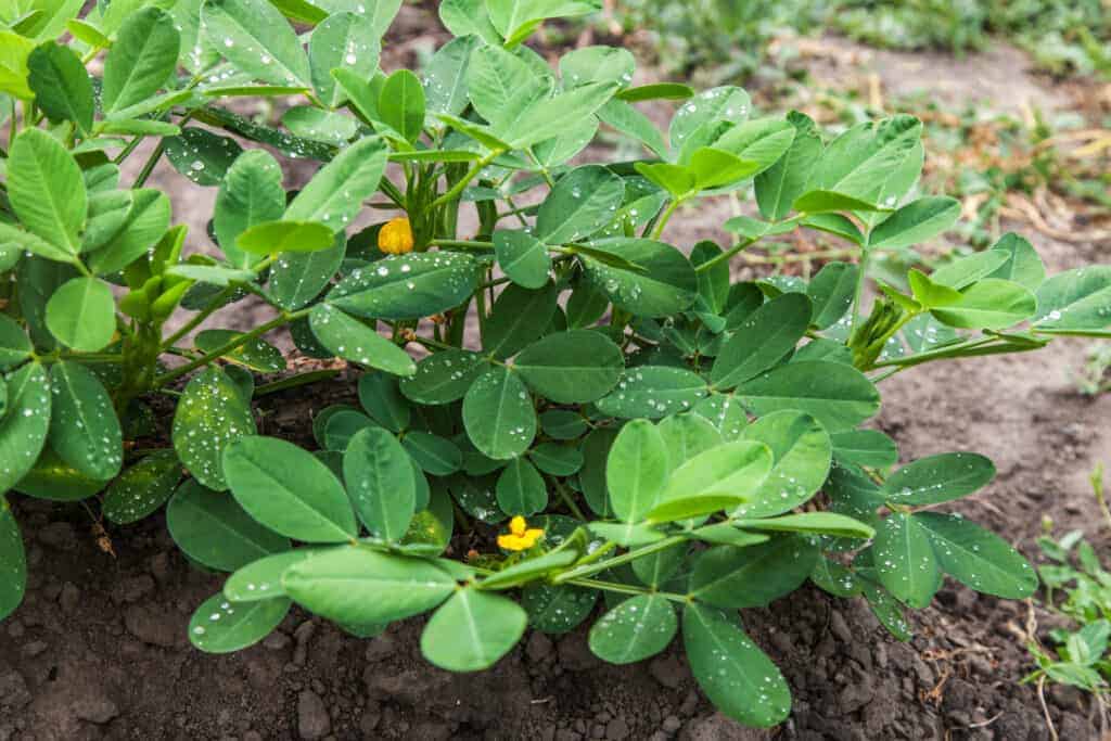 How to Grow Peanuts in the Garden How to Grow Peanuts in the Garden