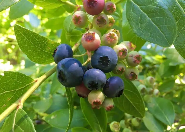 How to Grow a Blueberry Bush Featured