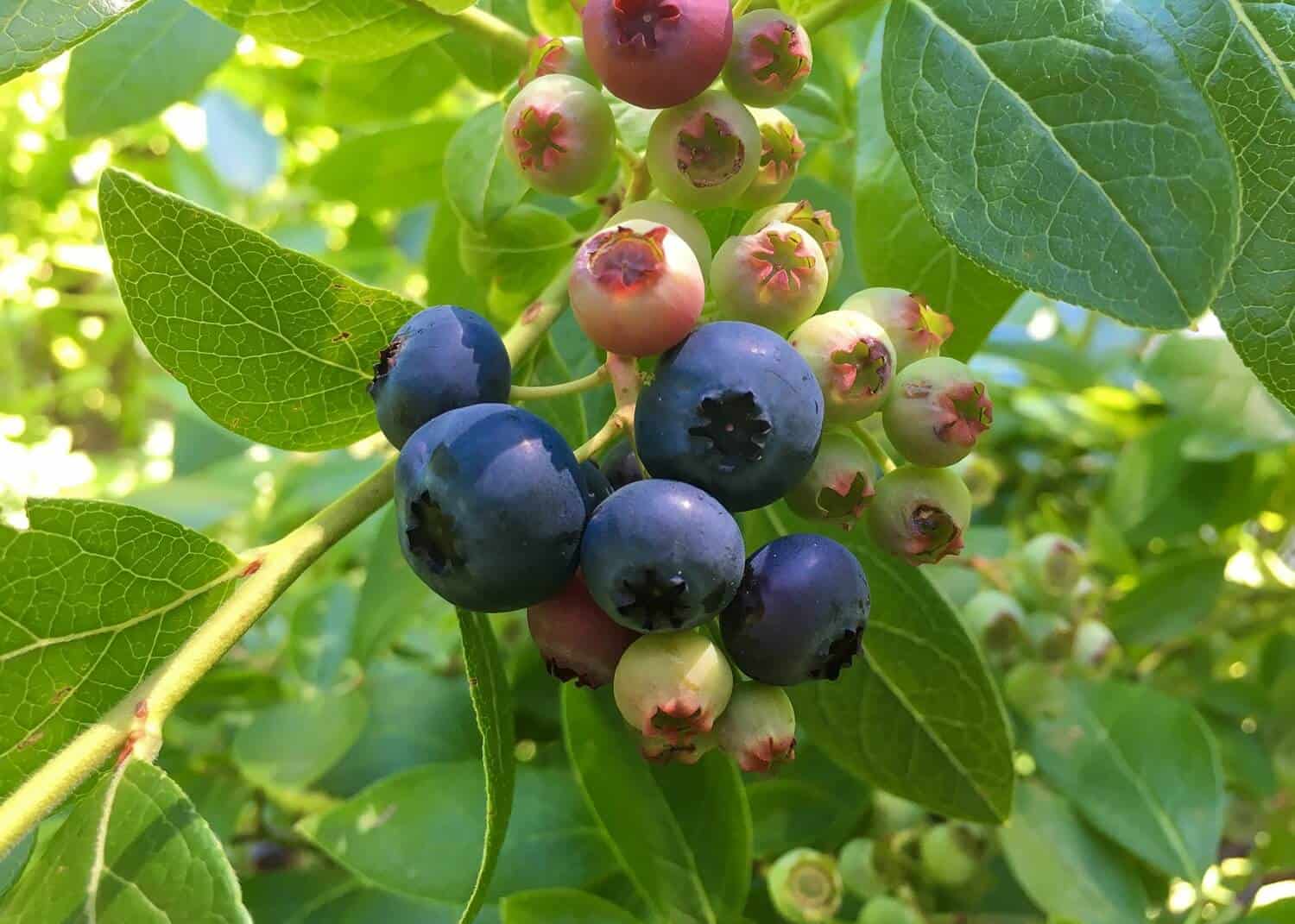How to Grow a Blueberry Bush Featured