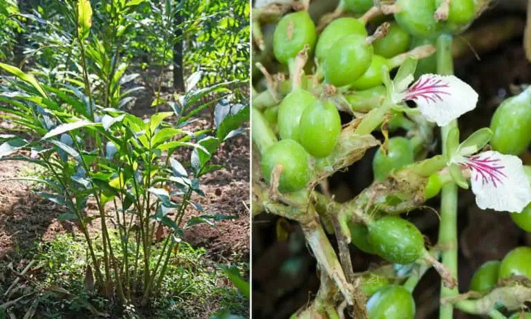 How to Grow and Care for Cardamom Plant Featured