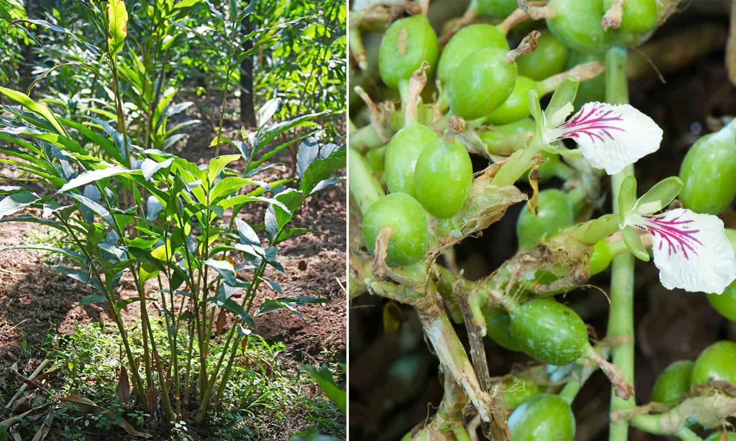 How to Grow and Care for Cardamom Plant Featured
