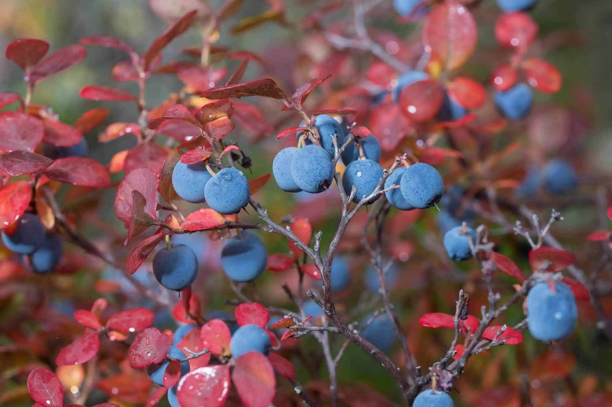 Introduction to Blueberry Plants Introduction to Blueberry Plants