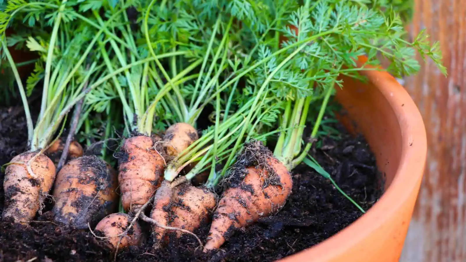 Pick your Carrot Variety - Baby carrots in a pot