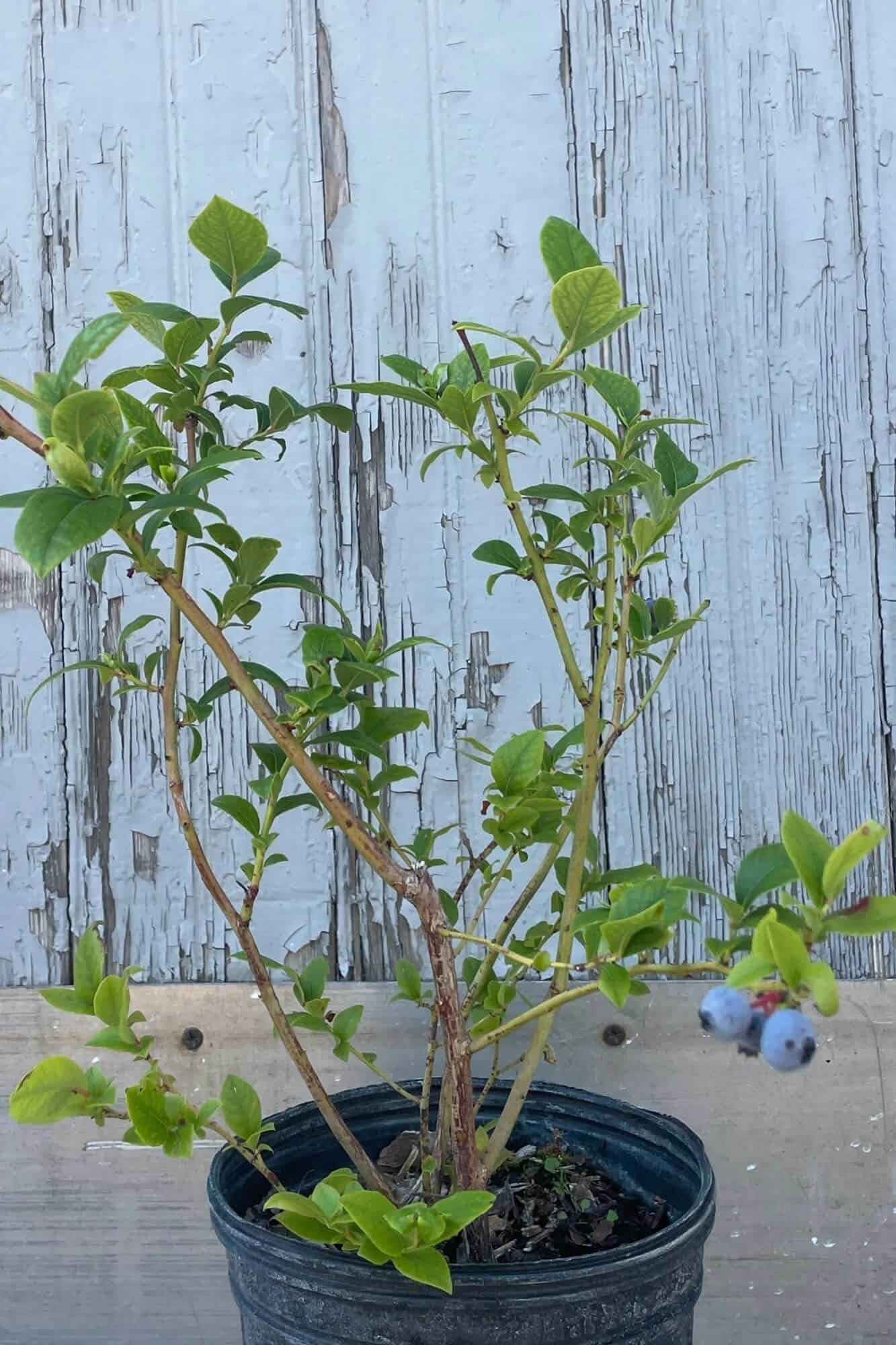 Planting Blueberries in Containers