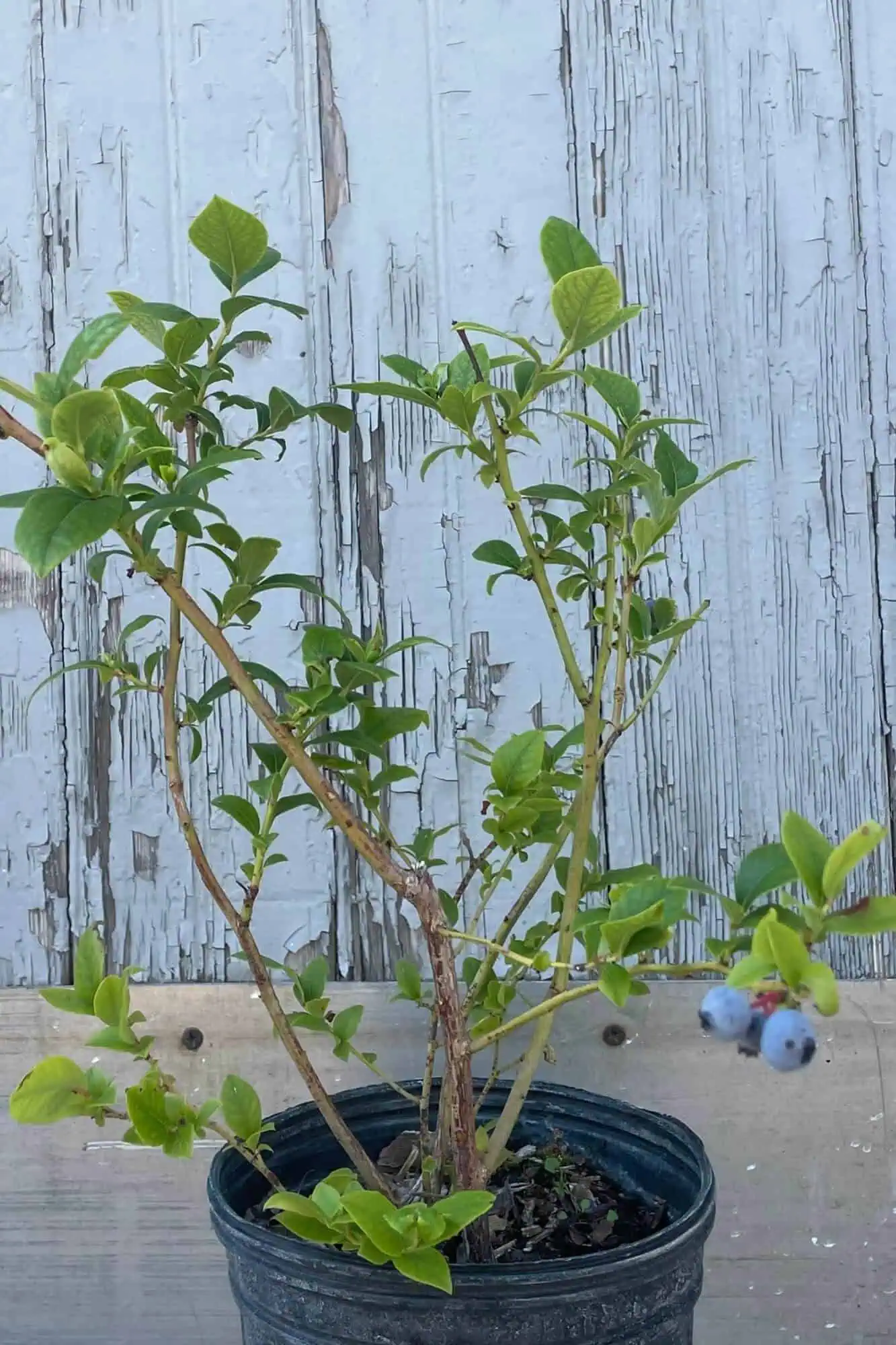 Planting Blueberries in Containers Planting Blueberries in Containers