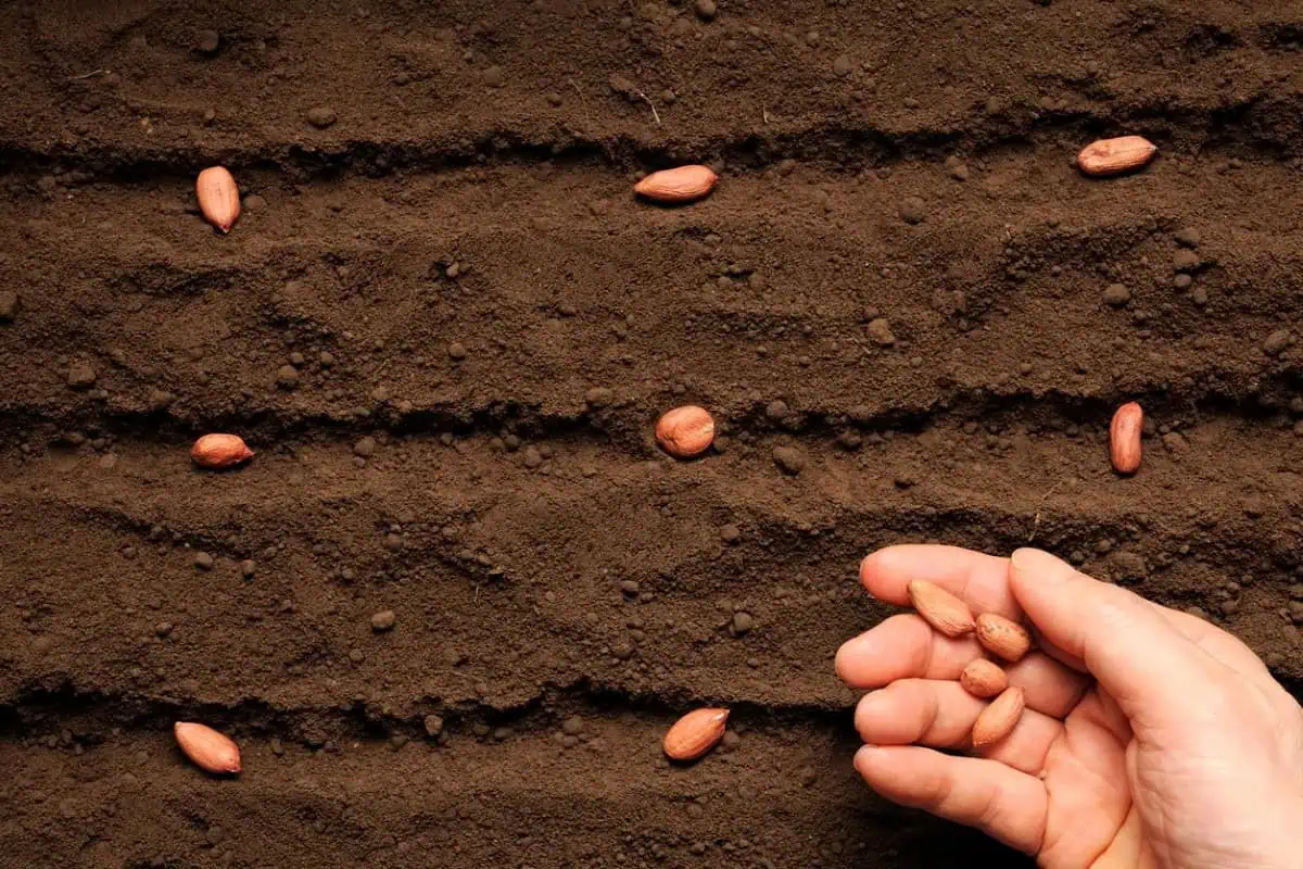 Planting the seeds Planting the seeds