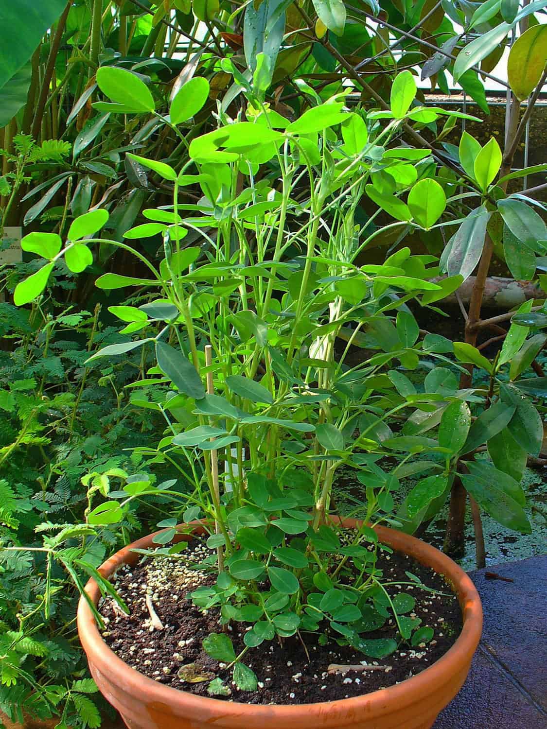 Planting in Containers Planting in Containers