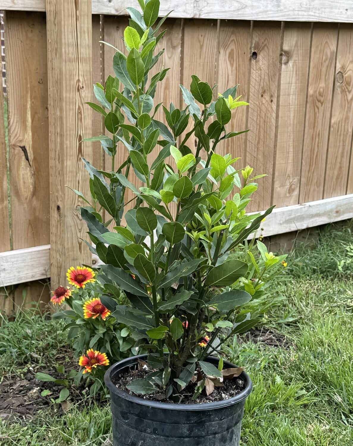 Repotting a Potted Bay Leaf Tree Repotting a Potted Bay Leaf Tree