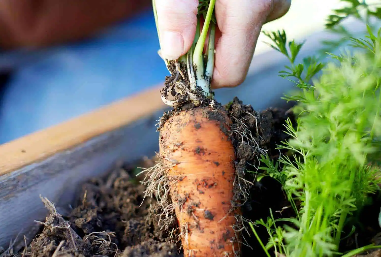 When to Harvest your Carrots When to Harvest your Carrots