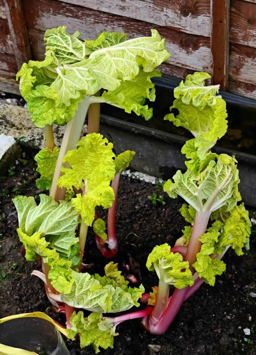 Choose a variety that suits container growing