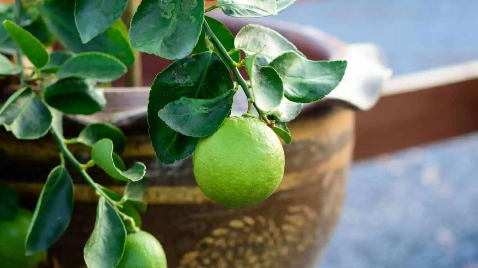 Choose the right container - Lime tree in a pot Choose the right container - Lime tree in a pot