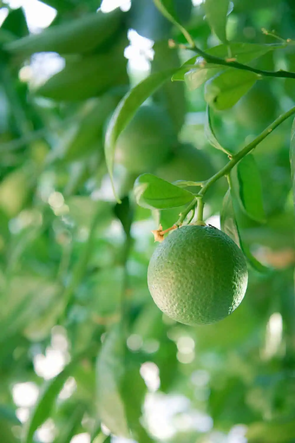 Fertilizer and feeding your lime tree Fertilizer and feeding your lime tree