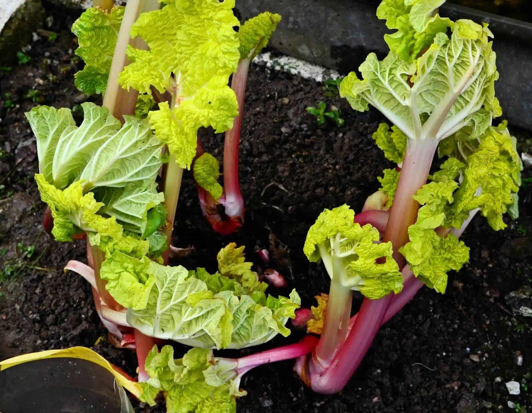 Growing Rhubarb Plants in Containers Featured