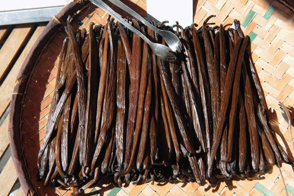 Harvesting and Curing the Vanilla Beans