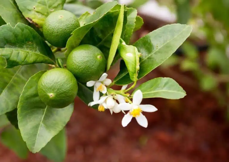 How to Grow Limes in Containers Featured